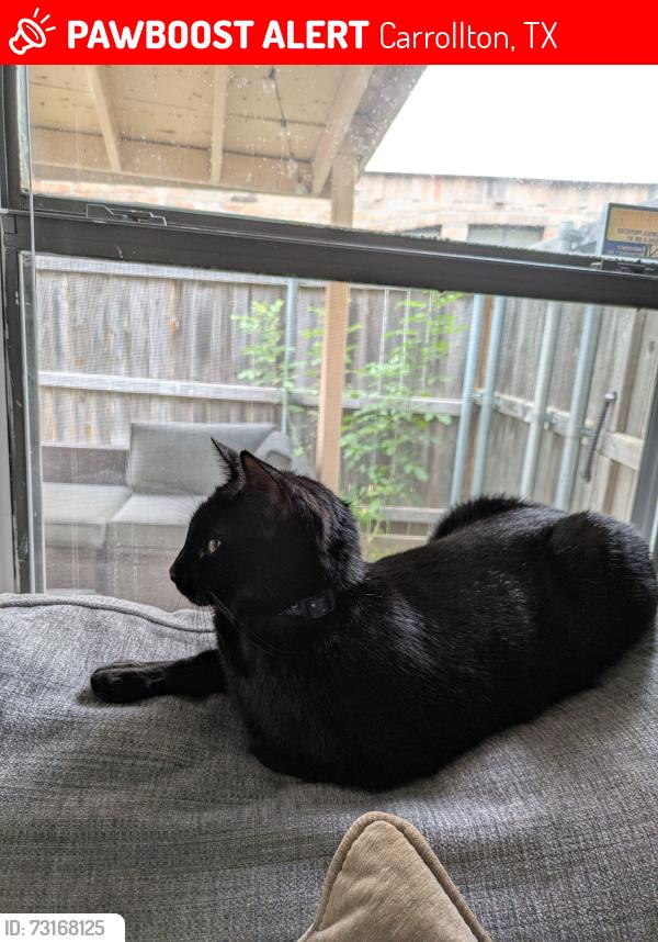 Lost Female Cat last seen Rosemeade and Old Denton, Carrollton, TX 75007