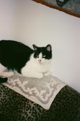 Lost Male Cat last seen Clark Ave & N Griffith Park Dr, Burbank, CA 91506