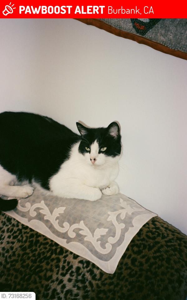 Lost Male Cat last seen Clark Ave & N Griffith Park Dr, Burbank, CA 91506