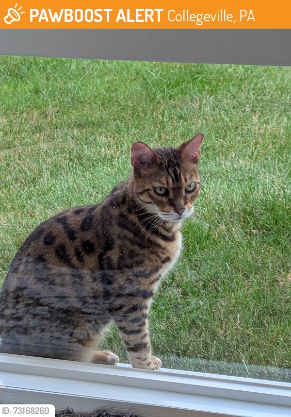 Found/Stray Unknown Cat last seen twp Line Toad, Collegeville, PA 19426