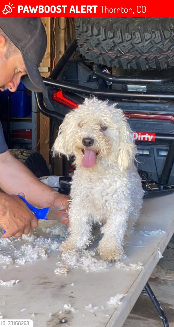 Lost Male Dog last seen E 100th Ave & Conestoga Crossing, Thornton, CO 80229