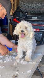 Lost Male Dog last seen E 100th Ave & Conestoga Crossing, Thornton, CO 80229