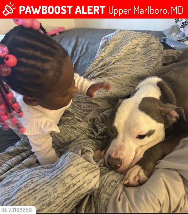 Lost Male Dog last seen Near Lockerby court, Upper Marlboro, MD 20772