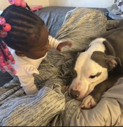 Lost Male Dog last seen Near Lockerby court, Upper Marlboro, MD 20772