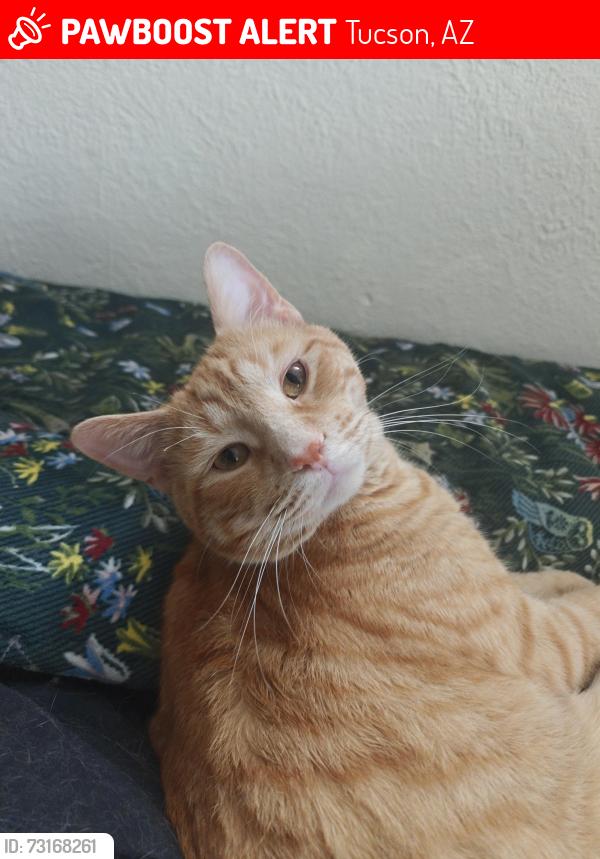 Lost Male Cat last seen E Broadway Blvd X N Jessica Ave, Tucson, AZ 85710