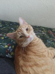 Lost Male Cat last seen E Broadway Blvd X N Jessica Ave, Tucson, AZ 85710
