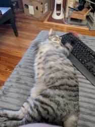 Lost Female Cat last seen Intersection of Kenwood and Greenbriar, Roanoke, VA 24013