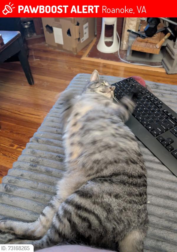 Lost Female Cat last seen Intersection of Kenwood and Greenbriar, Roanoke, VA 24013
