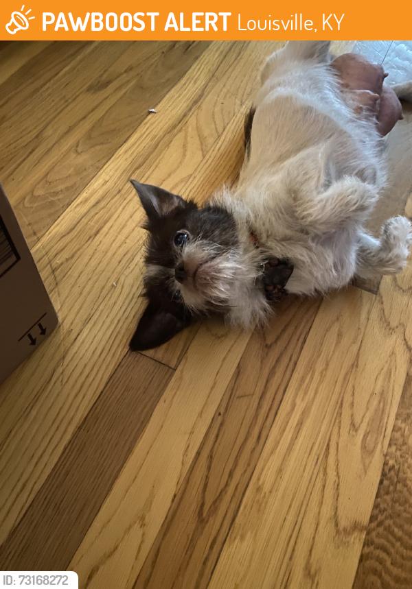 Found/Stray Female Dog last seen Southside ct. and strawberry lane, Louisville, KY 40214
