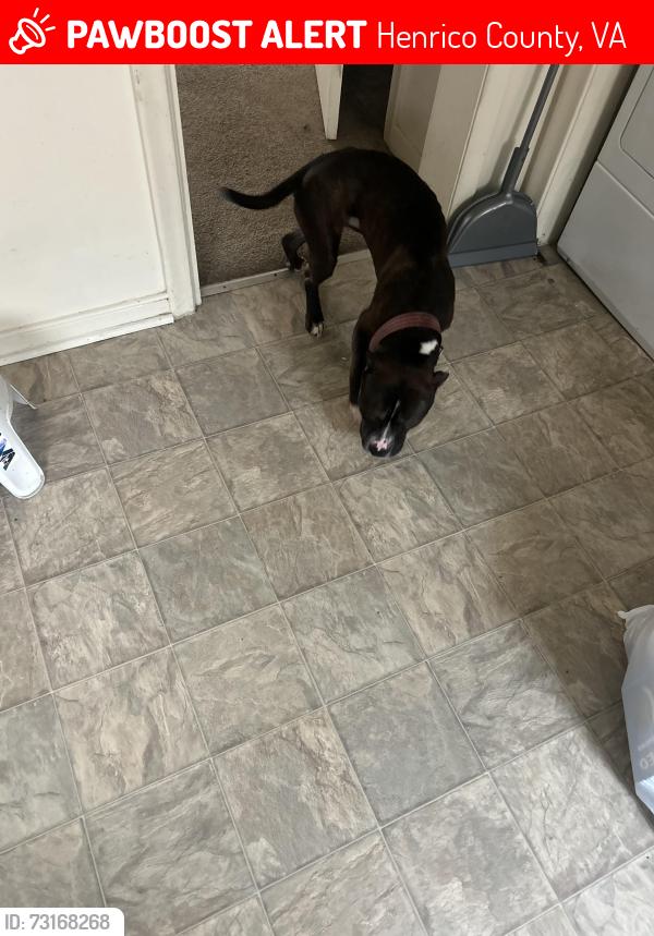 Lost Male Dog last seen School, Henrico County, VA 23294