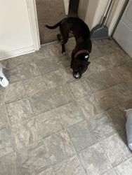 Lost Male Dog last seen School, Henrico County, VA 23294