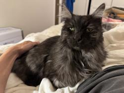 Lost Male Cat last seen Church and N Ave 63, Los Angeles, CA 90042