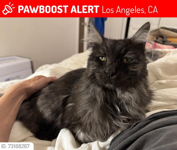 Lost Male Cat last seen Church and N Ave 63, Los Angeles, CA 90042