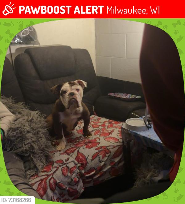 Lost Female Dog last seen Hampton, Milwaukee, WI 53225