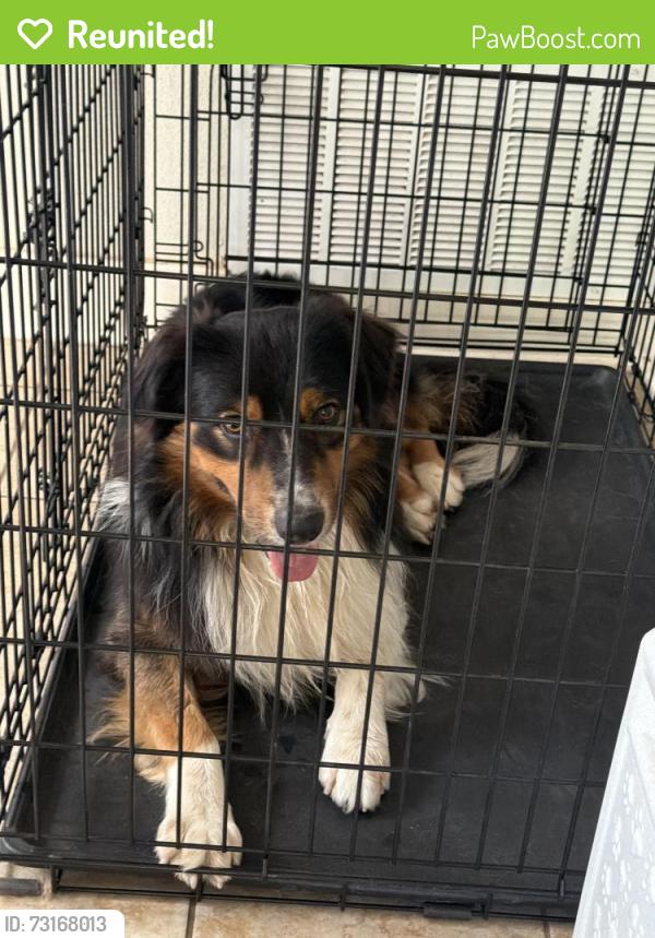 Reunited Male Dog last seen MacArthur high school, San Antonio, TX 78217