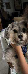 Lost Male Dog last seen Stephen Ave and Franklin, Oviedo, FL 32765