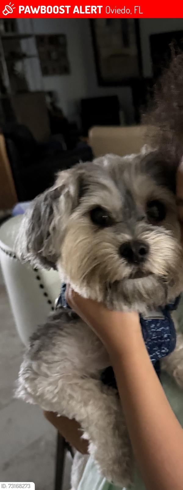 Lost Male Dog last seen Stephen Ave and Franklin, Oviedo, FL 32765