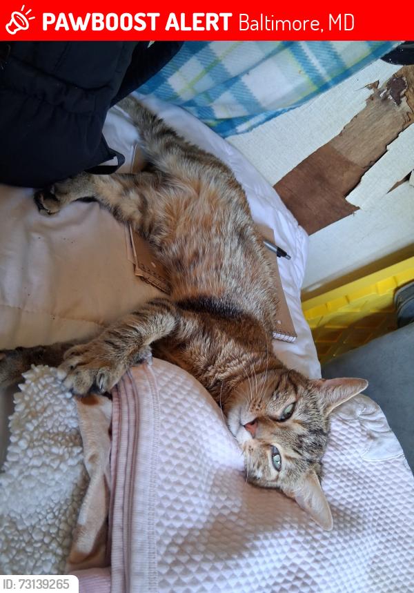 Lost Female Cat last seen Curtis Ave, Pennington Ave, Cherry St, Ceddox St, Baltimore, MD 21226