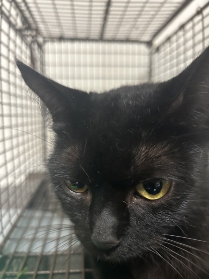 Shelter Stray Unknown Cat last seen Near Landbrook Dr, City of Knoxville ASO, TN, 3201 Division St, Knoxville, TN 37919, USA