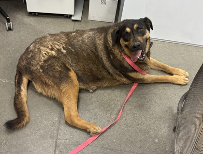Shelter Stray Female Dog last seen Bethel & E Shaw Ave, Clovis Zone Fresno CO 4 93619, CA, 1510 W Dan Ronquillo Dr, Fresno, CA 93706, USA