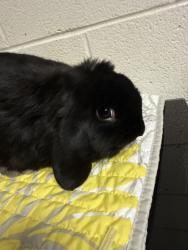 Shelter Stray Unknown Rabbit last seen Near Chapman Hwy, Knox County GP, TN, 3201 Division St, Knoxville, TN 37919, USA
