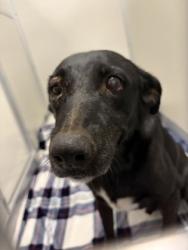 Shelter Stray Male Dog last seen Bethel & E Shaw Ave, Clovis Zone Fresno CO 4 93619, CA, 1510 W Dan Ronquillo Dr, Fresno, CA 93706, USA