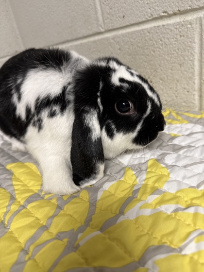 Shelter Stray Unknown Rabbit last seen Near Chapman Hwy, Knox County GP, TN, 3201 Division St, Knoxville, TN 37919, USA