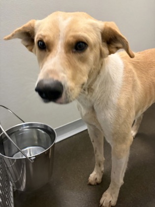 Shelter Stray Male Dog last seen Bethel & E Shaw Ave, Clovis Zone Fresno CO 4 93619, CA, 1510 W Dan Ronquillo Dr, Fresno, CA 93706, USA