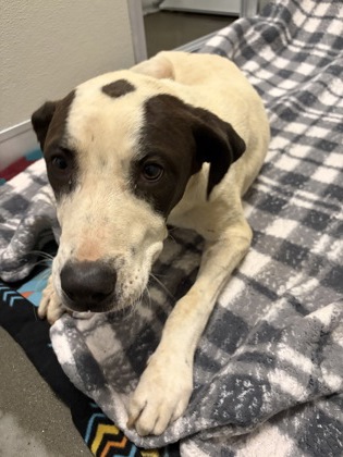 Shelter Stray Male Dog last seen Bethel & E Shaw Ave, Clovis Zone Fresno CO 4 93619, CA, 1510 W Dan Ronquillo Dr, Fresno, CA 93706, USA