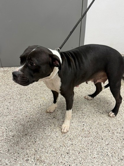 Shelter Stray Female Dog last seen E Garrison Blvd, Gastonia, NC, 1491 Business Park Ct, Gastonia, NC 28052, USA