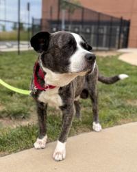 Shelter Stray Male Dog last seen Alexandria, VA, 22315, Grange Ln / Lake Village Dr, Fairfax County, VA, 4500 West Ox Rd, Fairfax, VA 22030, USA