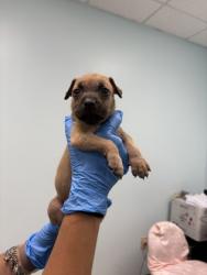 Shelter Stray Female Dog last seen HSSM Property, HSSM Property, MS, 2615 25th Ave, Gulfport, MS 39501, USA