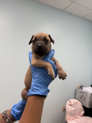 Shelter Stray Female Dog last seen HSSM Property, HSSM Property, MS, 2615 25th Ave, Gulfport, MS 39501, USA