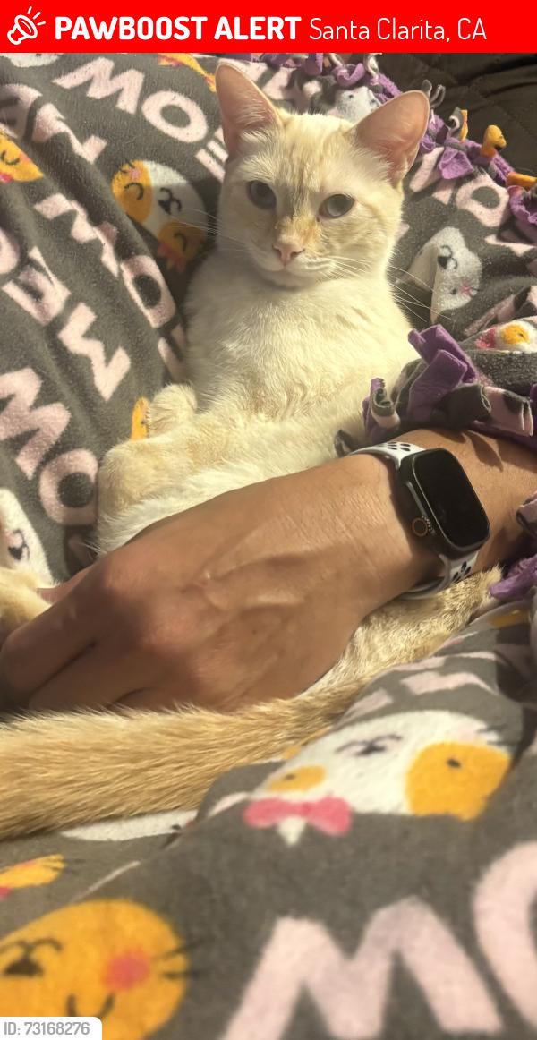 Lost Male Cat last seen Delight and Camp Plenty Road, Santa Clarita, CA 91351