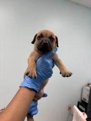 Shelter Stray Female Dog last seen HSSM Property, HSSM Property, MS, 2615 25th Ave, Gulfport, MS 39501, USA