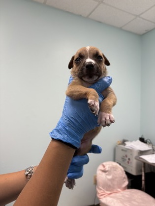 Shelter Stray Female Dog last seen HSSM Property, HSSM Property, MS, 2615 25th Ave, Gulfport, MS 39501, USA