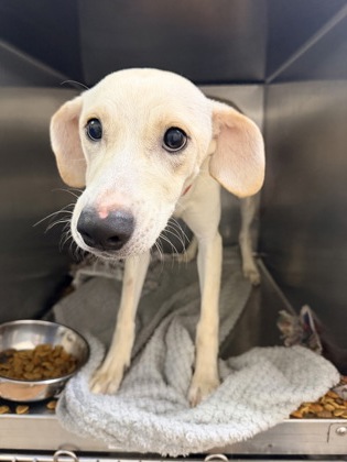 Shelter Stray Female Dog last seen GREENWELLSPRINGS RD/WASHINGTON AVE, 70806, LA, 2550 Gourrier Ave, Baton Rouge, LA 70820, USA