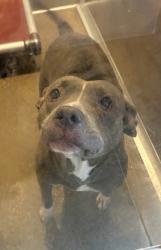 Shelter Stray Female Dog last seen Near Dolloff, 4th District, OH, 9203 Detroit Ave, Cleveland, OH 44102, USA