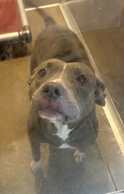 Shelter Stray Female Dog last seen Near Dolloff, 4th District, OH, 9203 Detroit Ave, Cleveland, OH 44102, USA