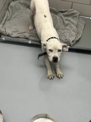 Shelter Stray Male Dog last seen coppell library, Coppell, TX, 821 S Coppell Rd, Coppell, TX 75019, USA