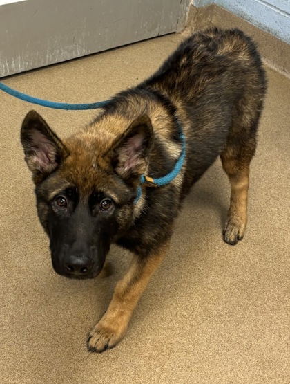 Shelter Stray Male Dog last seen Near Briarwood Rd, ATLANTA, GA, 30319, 30319, GA, 3280 Chamblee Dunwoody Rd, Chamblee, GA 30341, USA