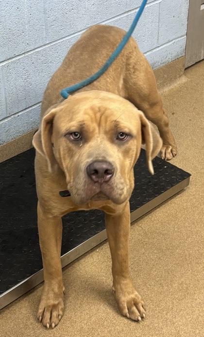 Shelter Stray Male Dog last seen Near PARK DRIVE Lithonia, 30058,, 30058, GA, 3280 Chamblee Dunwoody Rd, Chamblee, GA 30341, USA