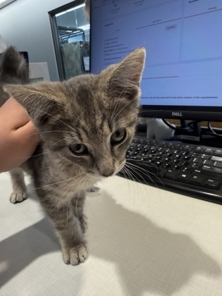 Shelter Stray Male Cat last seen Near Olson Drive, Town of Seymour, WI, 3900 Old Town Hall Rd, Eau Claire, WI 54701, USA