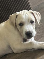 Shelter Stray Male Dog last seen Near Wilhite Dr, Berkeley County, SC, 2455 Remount Rd, North Charleston, SC 29406, USA