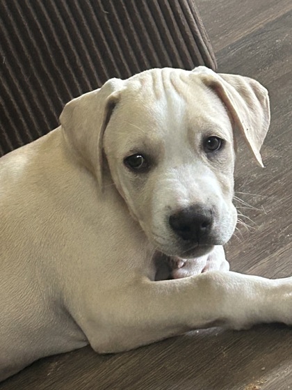 Shelter Stray Male Dog last seen Near Wilhite Dr, Berkeley County, SC, 2455 Remount Rd, North Charleston, SC 29406, USA