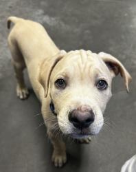 Shelter Stray Male Dog last seen Near Wilhite Dr, Berkeley County, SC, 2455 Remount Rd, North Charleston, SC 29406, USA