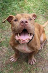 Shelter Stray Male Dog last seen Near Hastie Dr, Berkeley County, SC, 2455 Remount Rd, North Charleston, SC 29406, USA