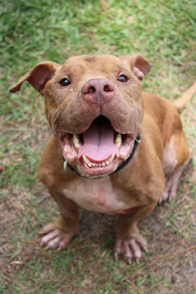 Shelter Stray Male Dog last seen Near Hastie Dr, Berkeley County, SC, 2455 Remount Rd, North Charleston, SC 29406, USA