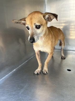 Shelter Stray Male Dog last seen Near E Presidio St, Central District, TX, 355 Hillshire Dr, Haslet, TX 76052, USA