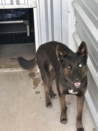 Shelter Stray Female Dog last seen Near N Friou, City of Alvarado, TX, 602 S Pkwy Dr, Alvarado, TX 76009, USA